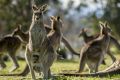 Kangaroos in Weston Park, Yarralumla, where the government has been conducting a kangaroo fertility trial.