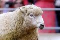 Men will replace sheep at the upcoming Kakahi Rodeo in New Zealand.