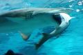 Sand tiger sharks are known for their cannibalism. But they're not alone.