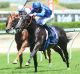 Jockey James Doyle rides Veranillo to win The Hinchinbrook Plate at Royal Randwick racecourse. 