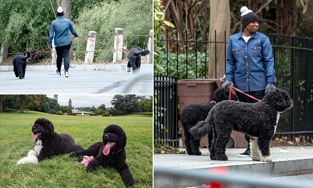 Obama's dogs Sunny and Bo get used to new home