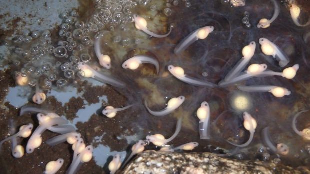 The first captive-bred Baw Baw frog eggs have hatched into tadpoles.