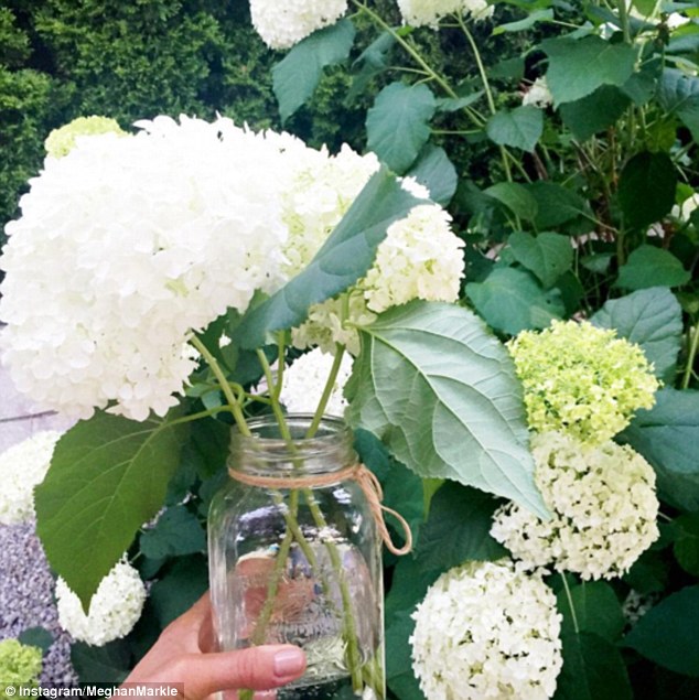 Meghan grows her own hydrangeas in the back yard which she snips and puts in jam jars to decorate the house 