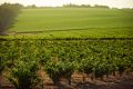 Swinney Vineyards uses bush vines, where the grapevines are left to grow naturally.