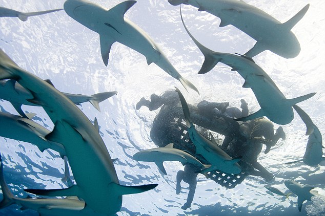 The sharks which attacked the USS Indianapolis crew were oceanic whitetips