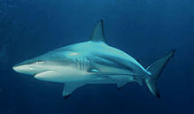 Carcharhinus limbatus (2).jpg