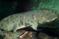 Granddad the lungfish from Shedd Aquarium