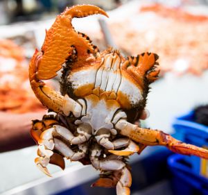 GOOD FOOD: Sydney Fish Markets. Chef Brent Savage tours the fish market showing us how to pick fresh seafood. Spanner ...