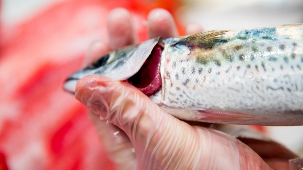 Checking the gills is key for freshness – the red hue indicates that this mackerel is super fresh.