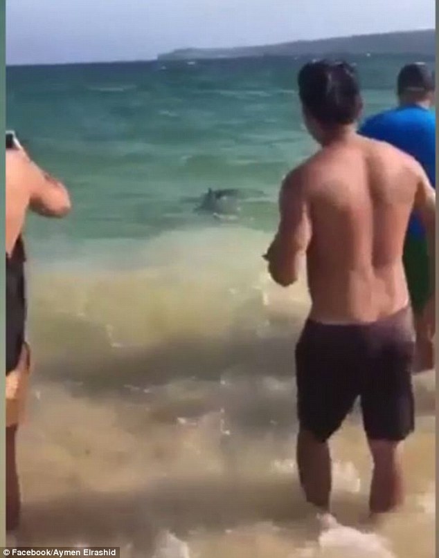 Footage shows crowds of beachgoers gathering just metres from the bull shark in shallow waters