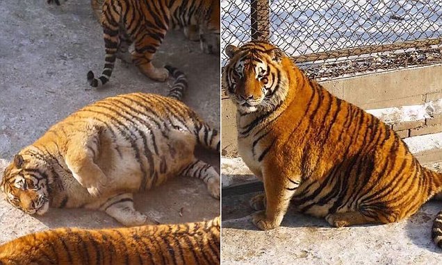 Real fat cats! Siberian tigers pile on the pounds