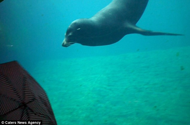 A sea lion was filmed dancing as a young girl twirled her umbrella around in front of the pup at the Oceanographic aquarium in Valencia, Spain 