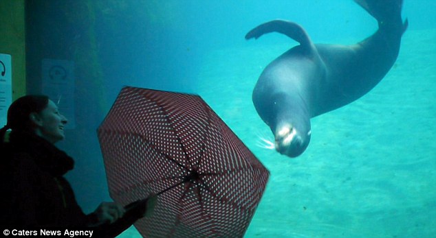 Anton Juhant and his family, from Skofja Loka, Slovenia, noticed the sea lion and decided to film it