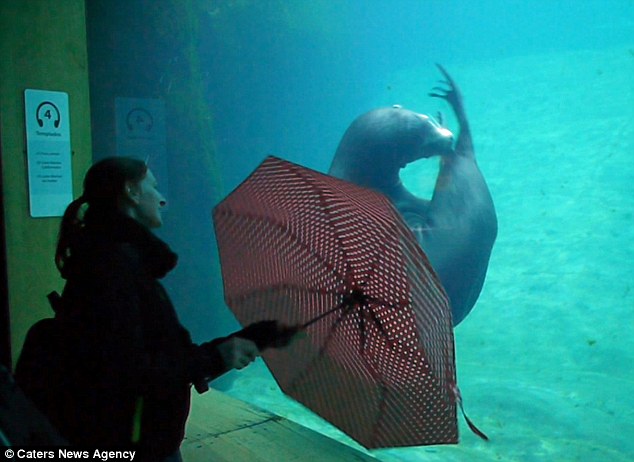 Gripping its tail in its mouth, the pup rotates and barrel rolls in a synchronised motion to the brolly, utterly transfixed by the movement 