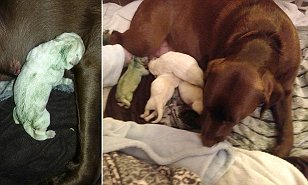 A dog owner has named a new puppy after a character from Shrek after her chocolate Labrador gave birth to a green puppy