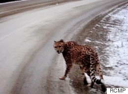 Couple Charged After Cheetah Spotted Wandering B.C. Highway