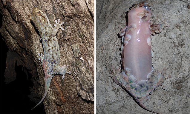 Alien-like gecko sheds its skin at the lightest touch