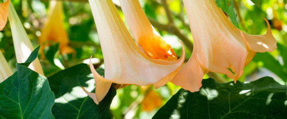 DATURA