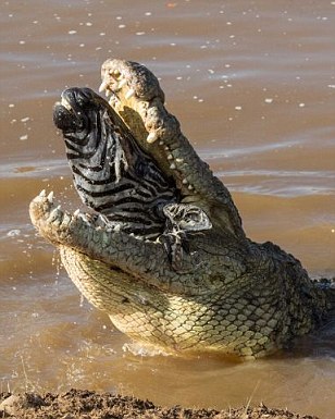 Crocodile