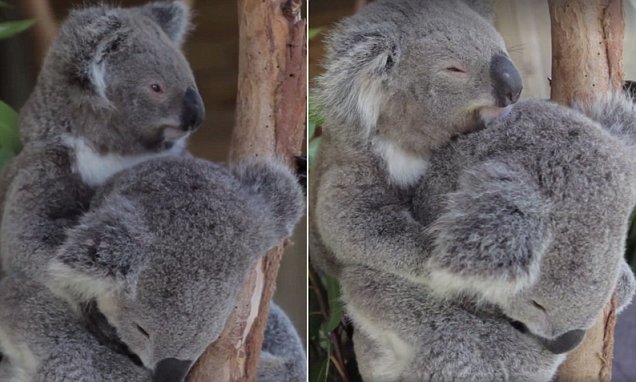 Koala takes nap cuddling another koala at Symbio 