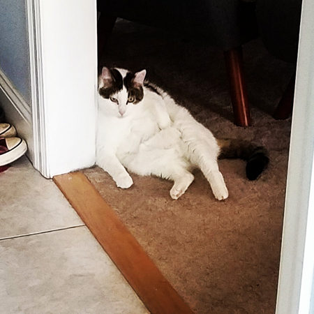 image of Olivia the White Farm Cat sitting schlubbily against a wall