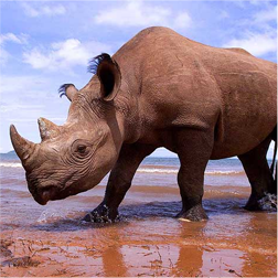 globalconserv_rhinos1