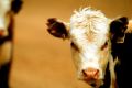 Brooklyn company JBS Australia has been fined for smells emitting from its cattle yard.