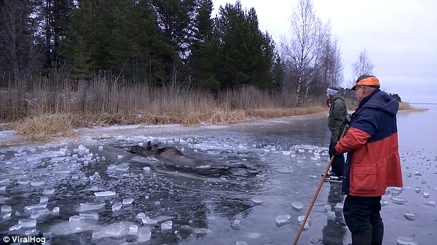 The white ice has been peeled away and the slick black water of the lake is finally visible