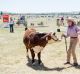 Australia exports cattle to Japan. Pictured: a cattle show in New South Wales.