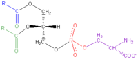 Phosphatidyl-Serine.png