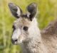 An eastern grey kangaroo in Canberra. The government wants to cull the kangaroos each year without having to apply for ...