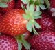 Officers from the ABF and Queensland Police raided the strawberry farm near Stanthorpe early on Tuesday.