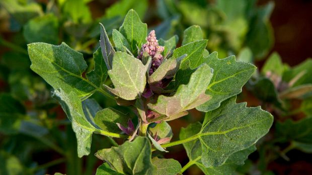 A quinoa plant, flowering three months before it will be harvested, in Bolivia.