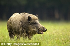 Whether it’s ibex, musk ox, elk or wild boar, pictured, a hunting manager can track down your game