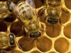 Working bees in the honey cells