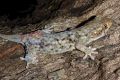 Geckolepis megalepis, newly discovered in Madagascar, has the largest scales of any fish-scale gecko. 