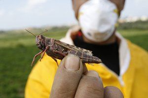 Palestinian farmers spray insecticide against locust at a field in Khan Yunis in the southern Gaza Strip on March 5, 2013. According the UN Food and Agriculture Organization (FAO) a swarm of tens of millions of locusts has overtaken Egyptian desert land in the past few days and is heading to the Gaza Strip, Israel and Jordan.Photo by Ahmed Deeb / WN