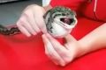 A tennis ball has been squeezed out of a carpet python's stomach.