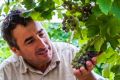 Mount Majura Vinyard viticulturist Leo Quirk observes how the weather has affected this season's grape harvest. Photo: ...