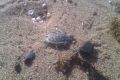 WWF-Australia were sent images from a concerned citizen of a turtle near a lump of coal off a Mackay beach.