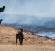 Horse watches on as Tarago fire spreads. The fire and conditions surrounding Canberra have prompted a total fire ban in ...