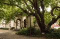 The historic mulberry tree outside the Stonnington History Centre.