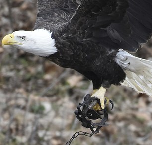 American icon in agony: Fears for bald eagle which is flying around with a painful trap attached to its foot