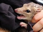 Small marsupial bares teeth