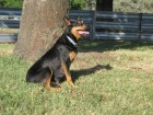 Good genetics are essential when breeding a good working dog