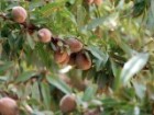 Australian almonds attracting foreign investors