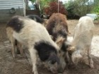 Hungarian woolly pigs bred in Tasmania