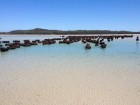 Tasmania's Robbins Island salt water cattle muster