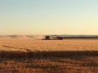 Wheat harvest at Liverpool Plains