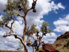 Pannawonica's boot tree was tidied up recently